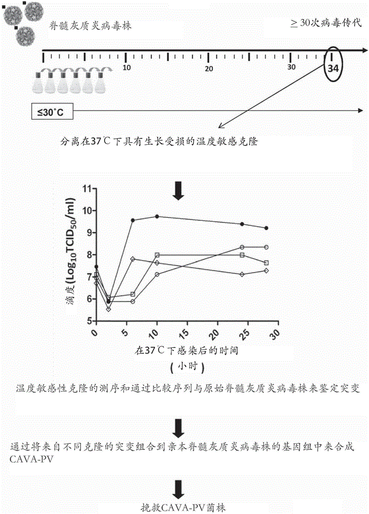 Cold-adapted-viral-attenuation (cava) and novel attenuated poliovirus strains