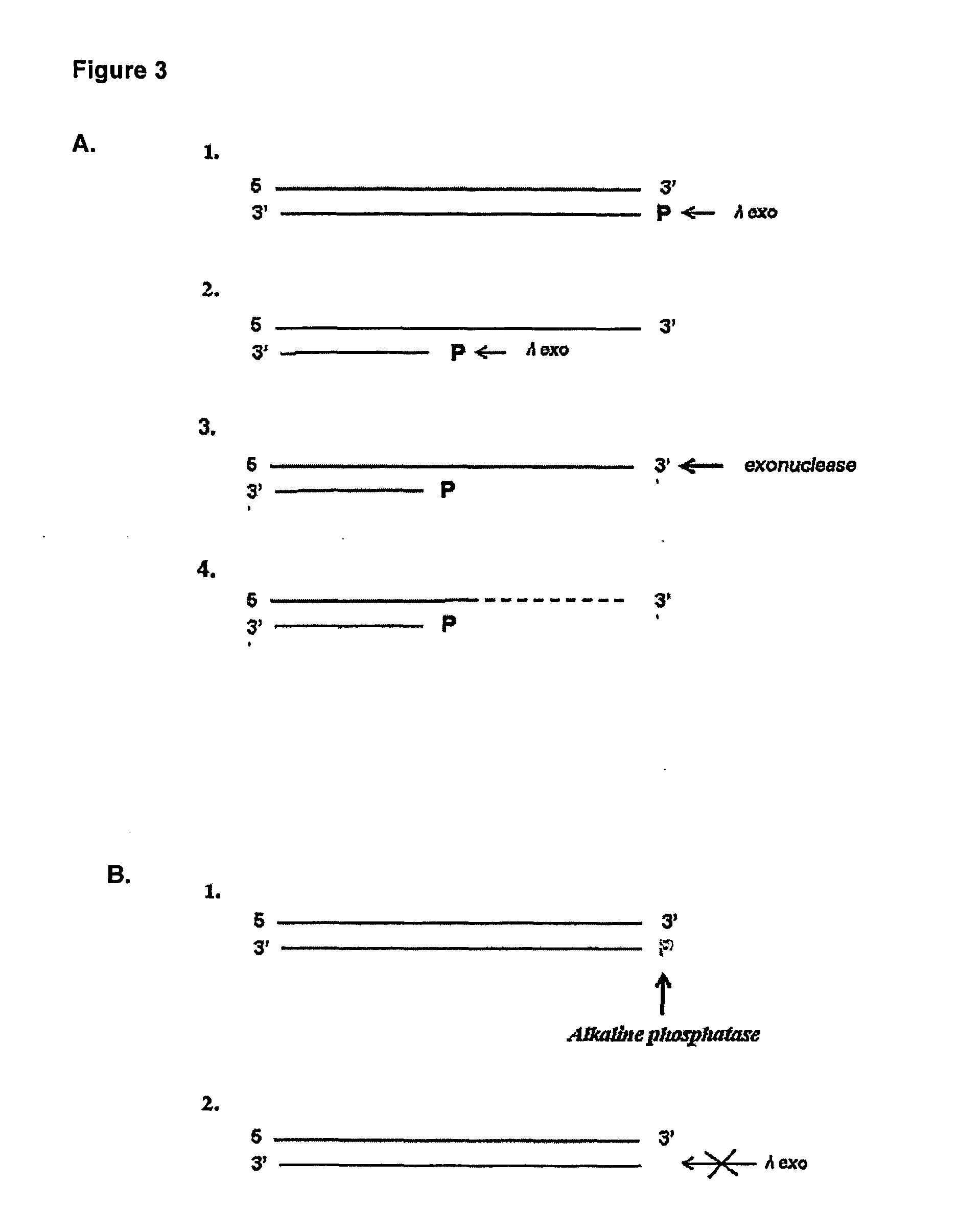 Methods and kits for detecting an enzyme capable of modifying a nucleic acid