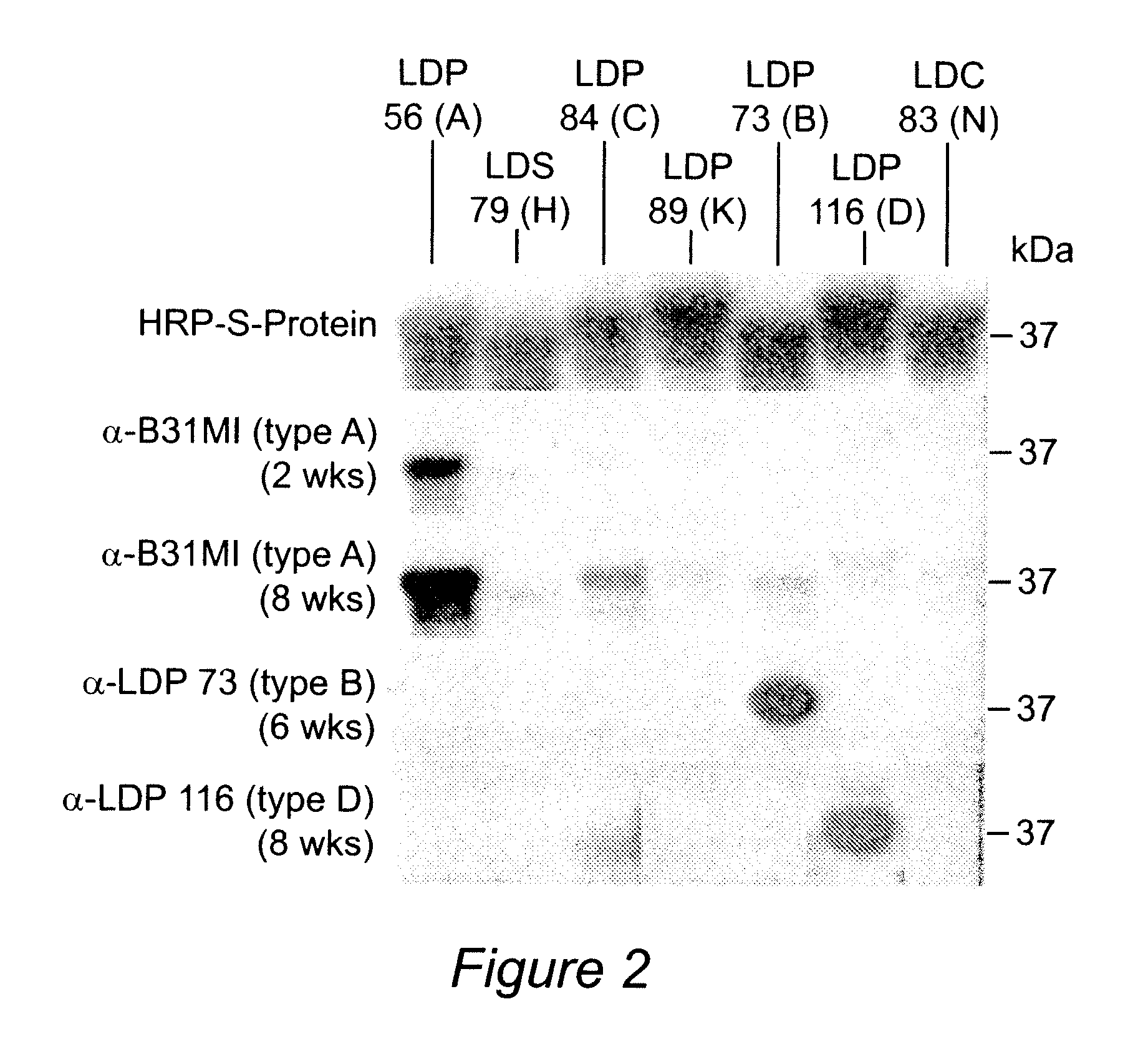 Polyvalent chimeric OspC vaccinogen and diagnostic antigen