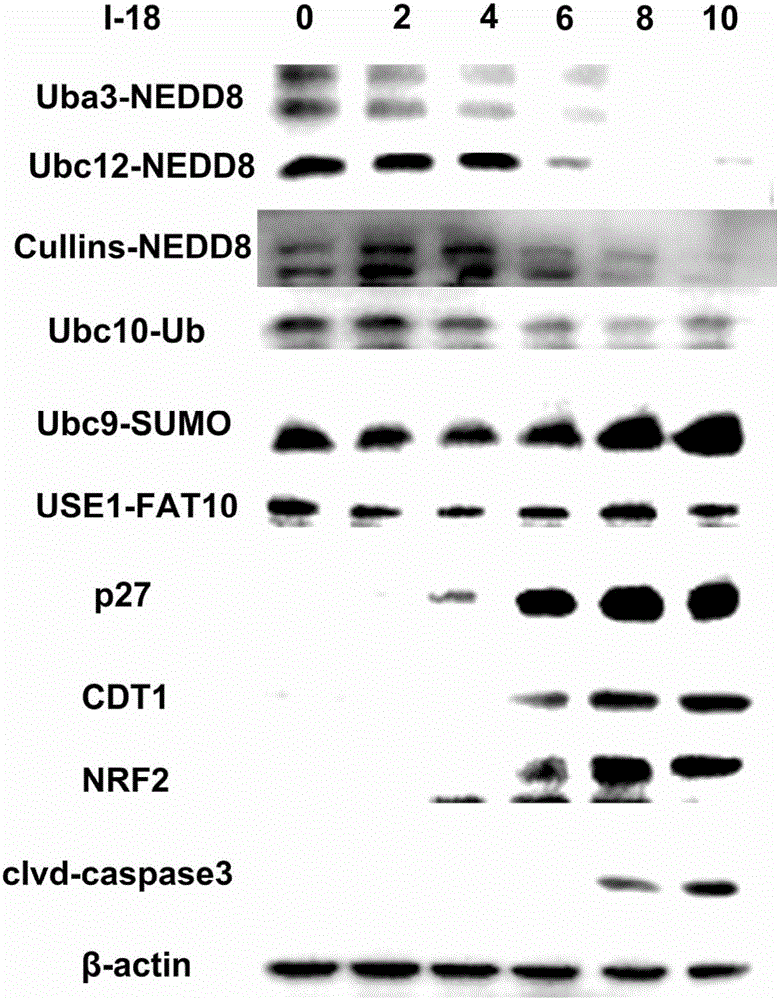 Coumarins NEDD8 activating enzyme inhibitor