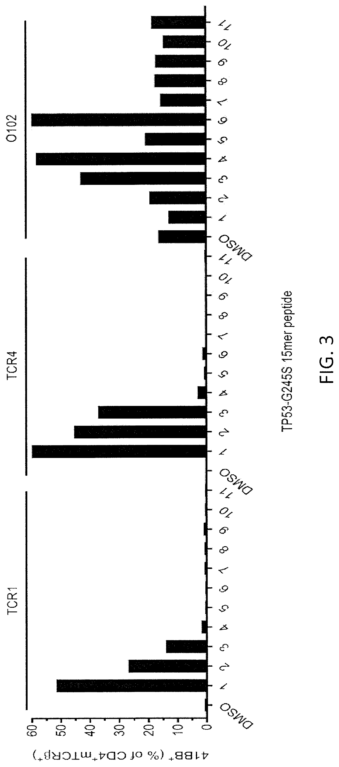 T cell receptors recognizing mutated p53