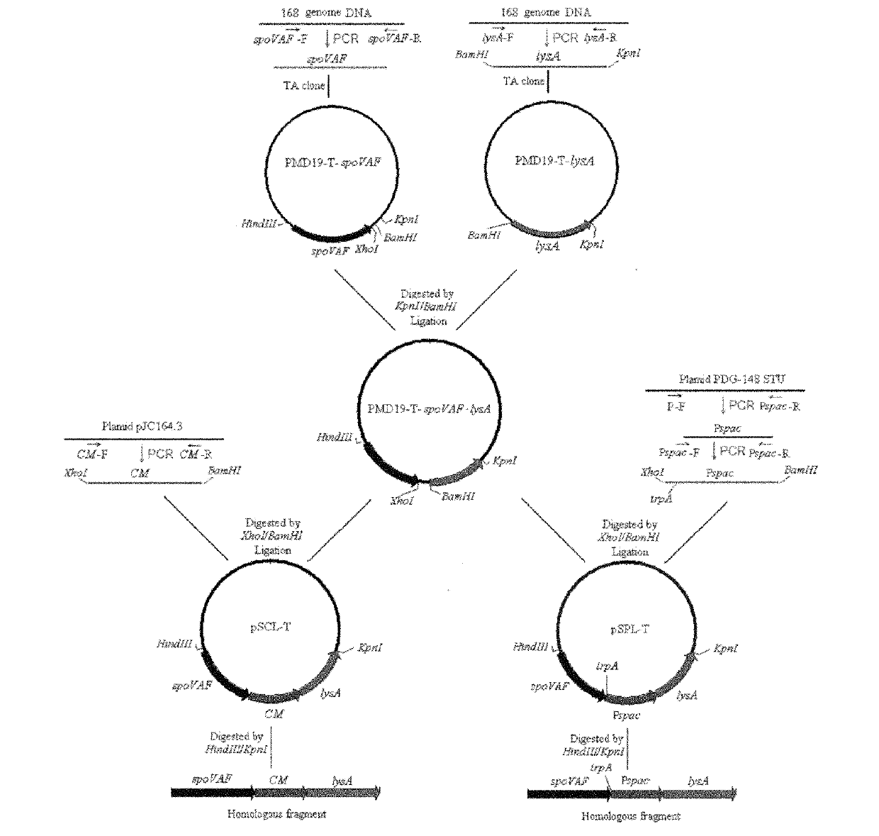 Antibiotic resistance maker-free bacillus subtilis constructing method and method for screening bacillus subtilis with inactivated target gene