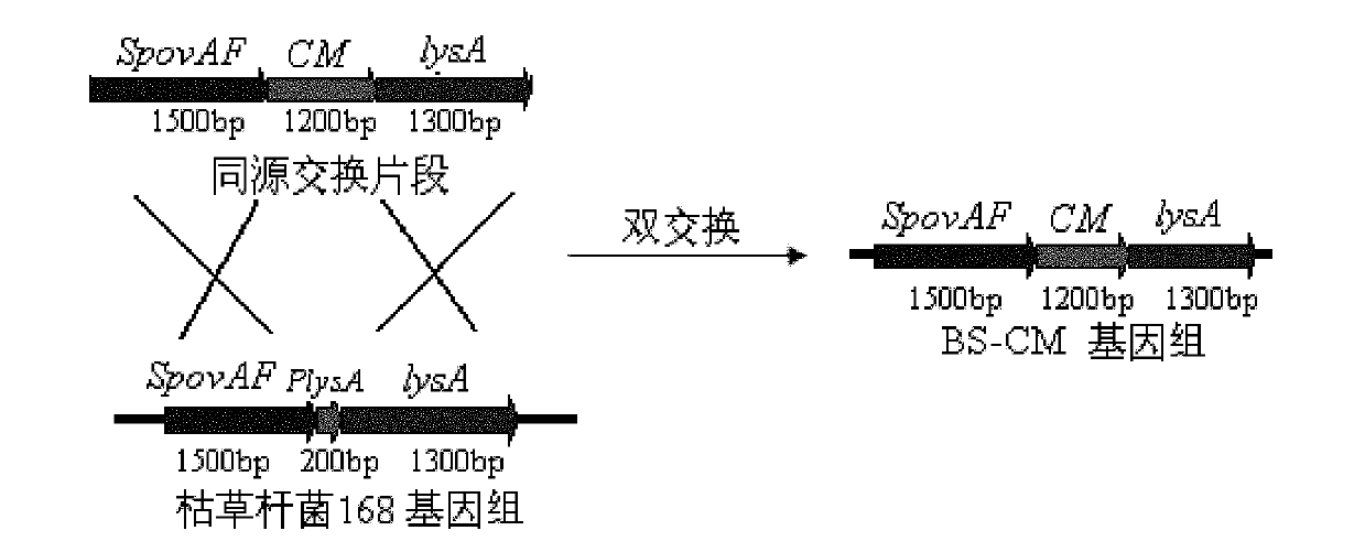 Antibiotic resistance maker-free bacillus subtilis constructing method and method for screening bacillus subtilis with inactivated target gene