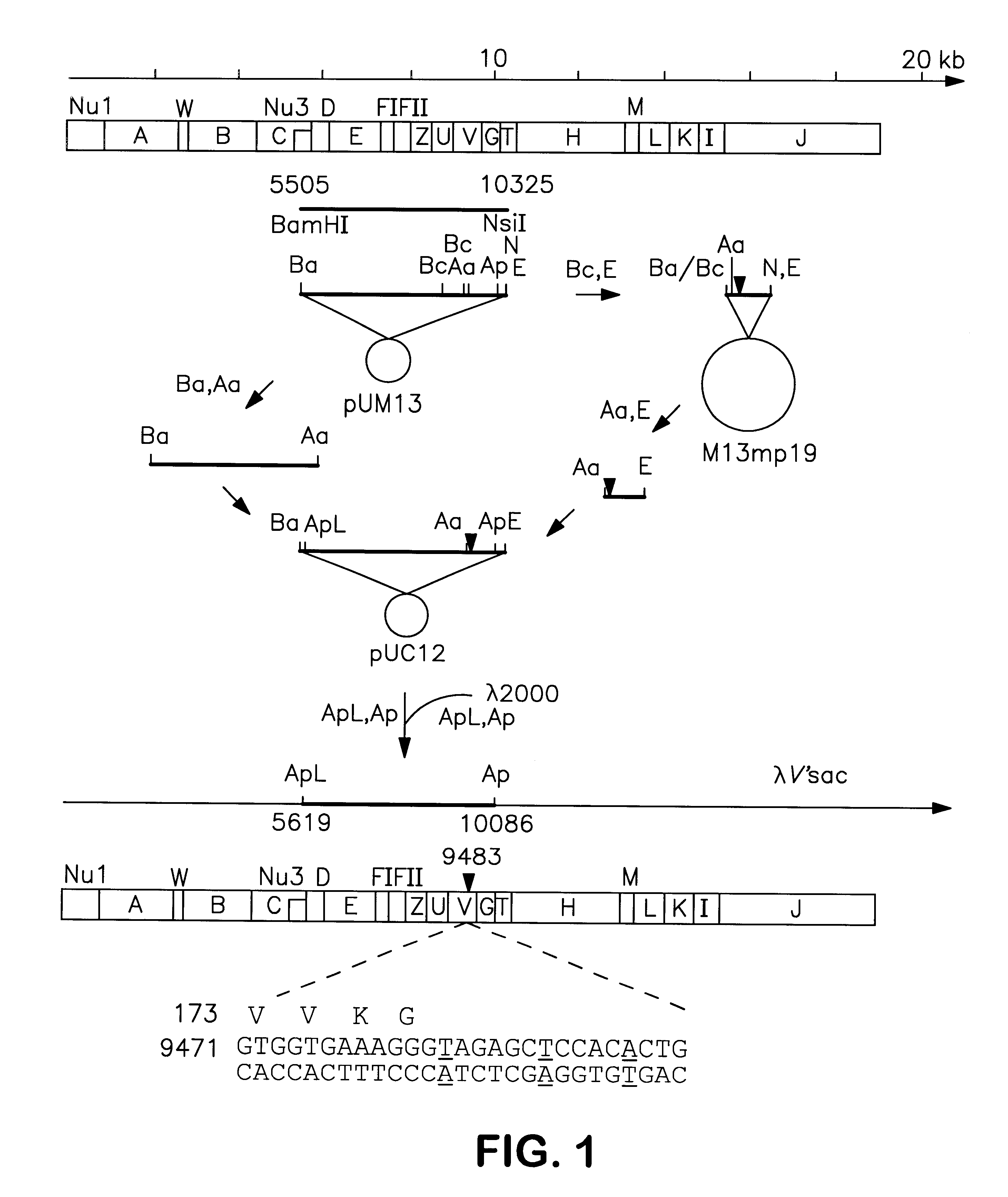 Lambdoid bacteriophage vectors for expression of foreign proteins