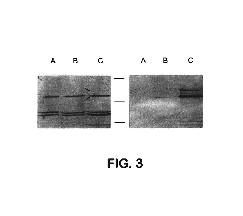 Lambdoid bacteriophage vectors for expression of foreign proteins