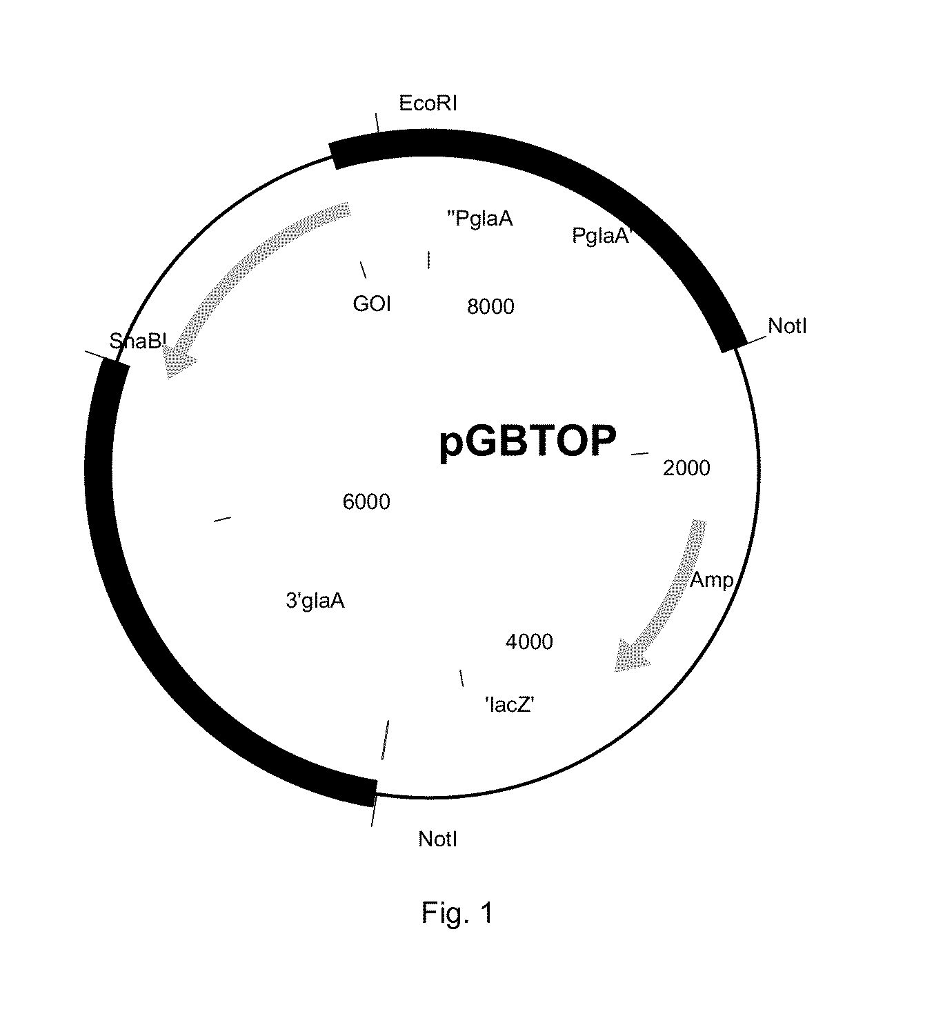 Polypeptide having swollenin activity and uses thereof