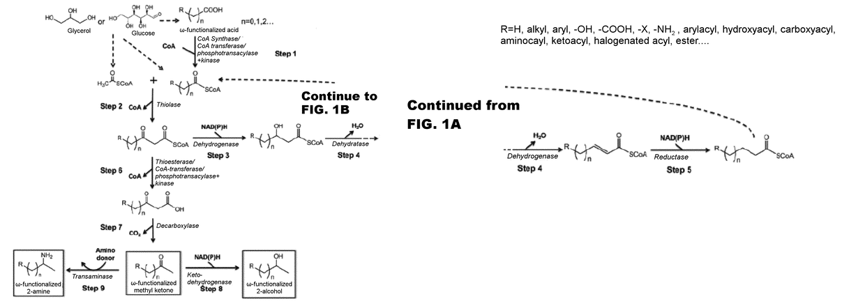 Synthesis of omega functionalized products