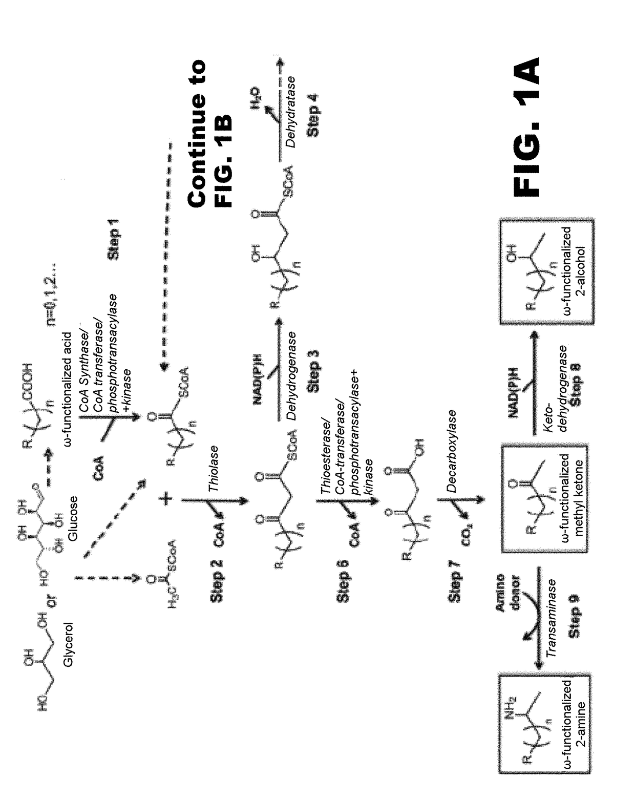 Synthesis of omega functionalized products