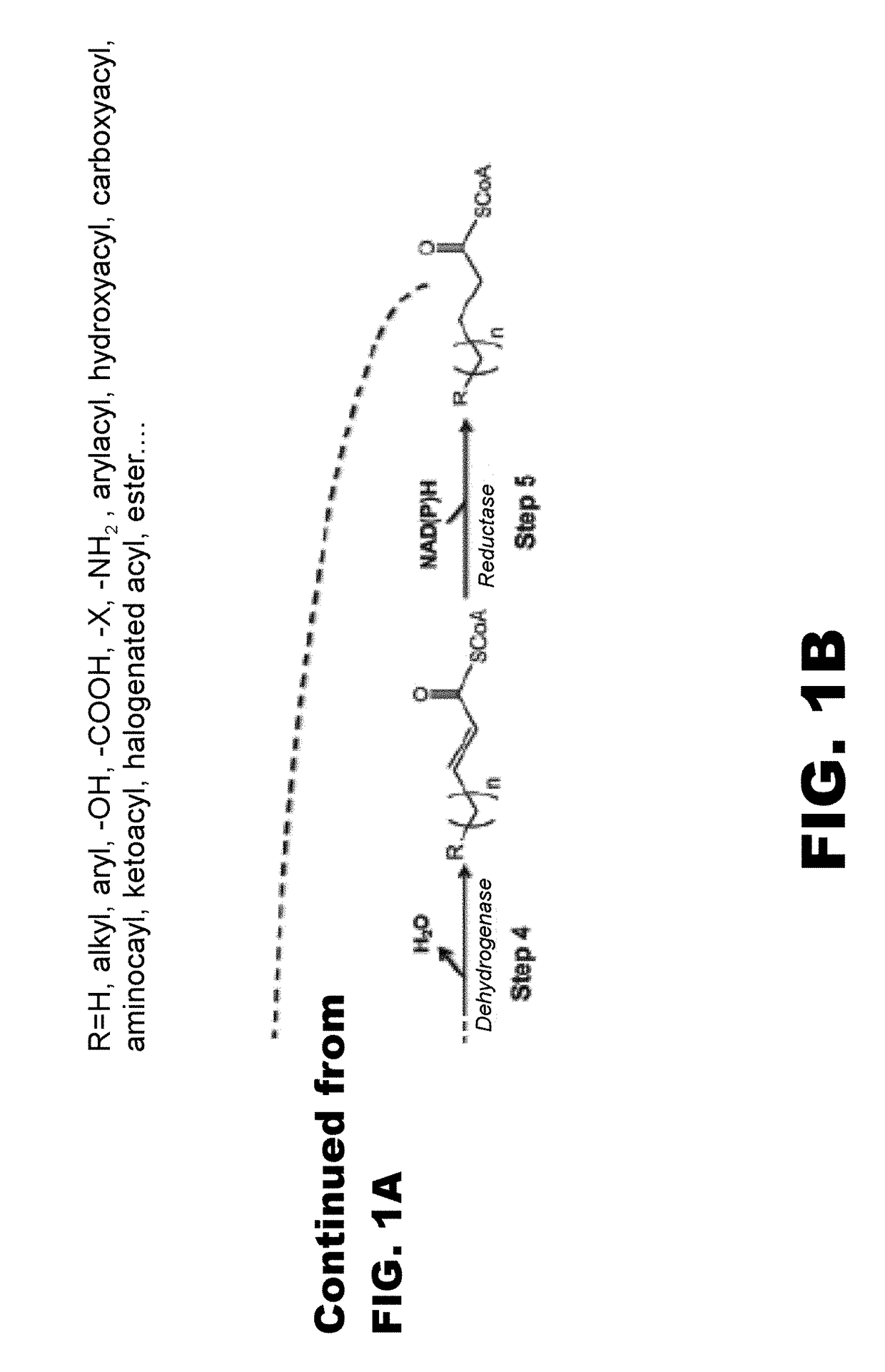 Synthesis of omega functionalized products