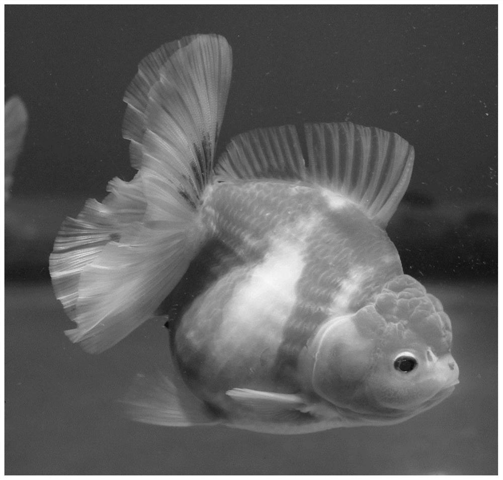 Batch breeding method of pleated-skirt taishi goldfish