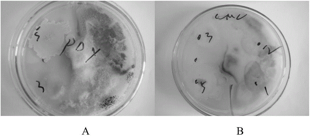 Bacillus circulans Y3 and application thereof in control of crop soil-borne diseases