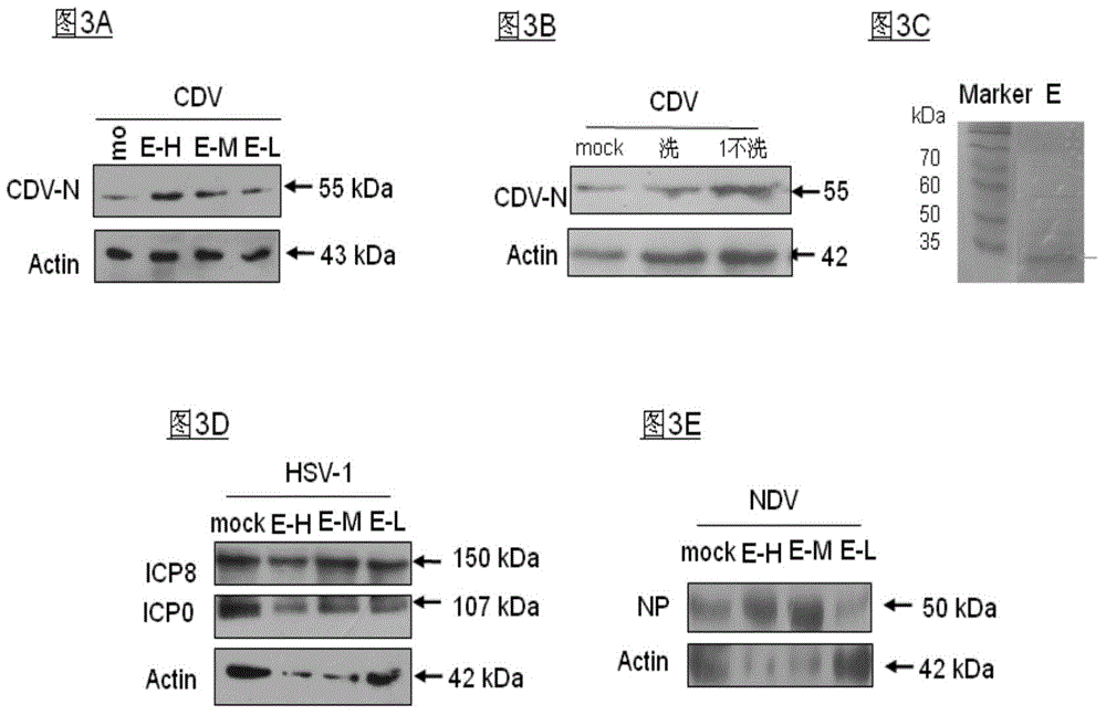 Medium being able to optimize virus replication