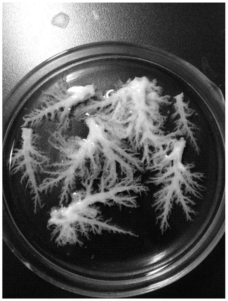 Canine primary bronchiole epithelial cells and their application in preparation of immortalized cells