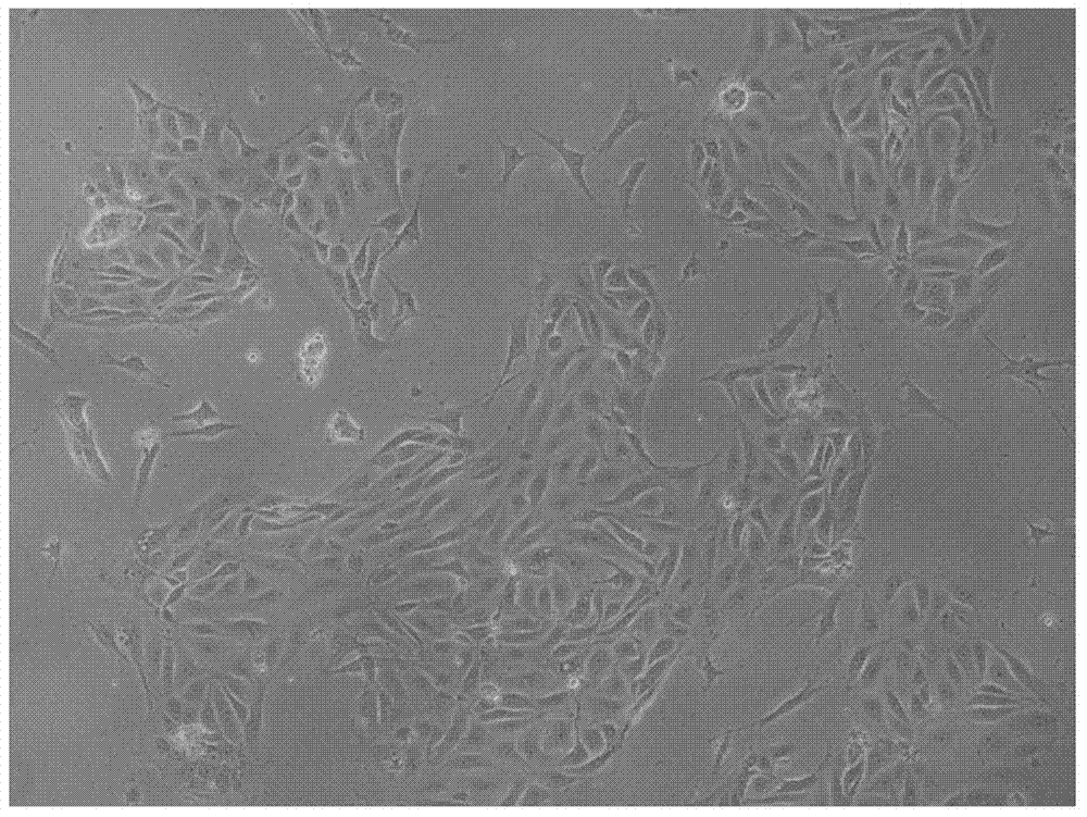 Canine primary bronchiole epithelial cells and their application in preparation of immortalized cells