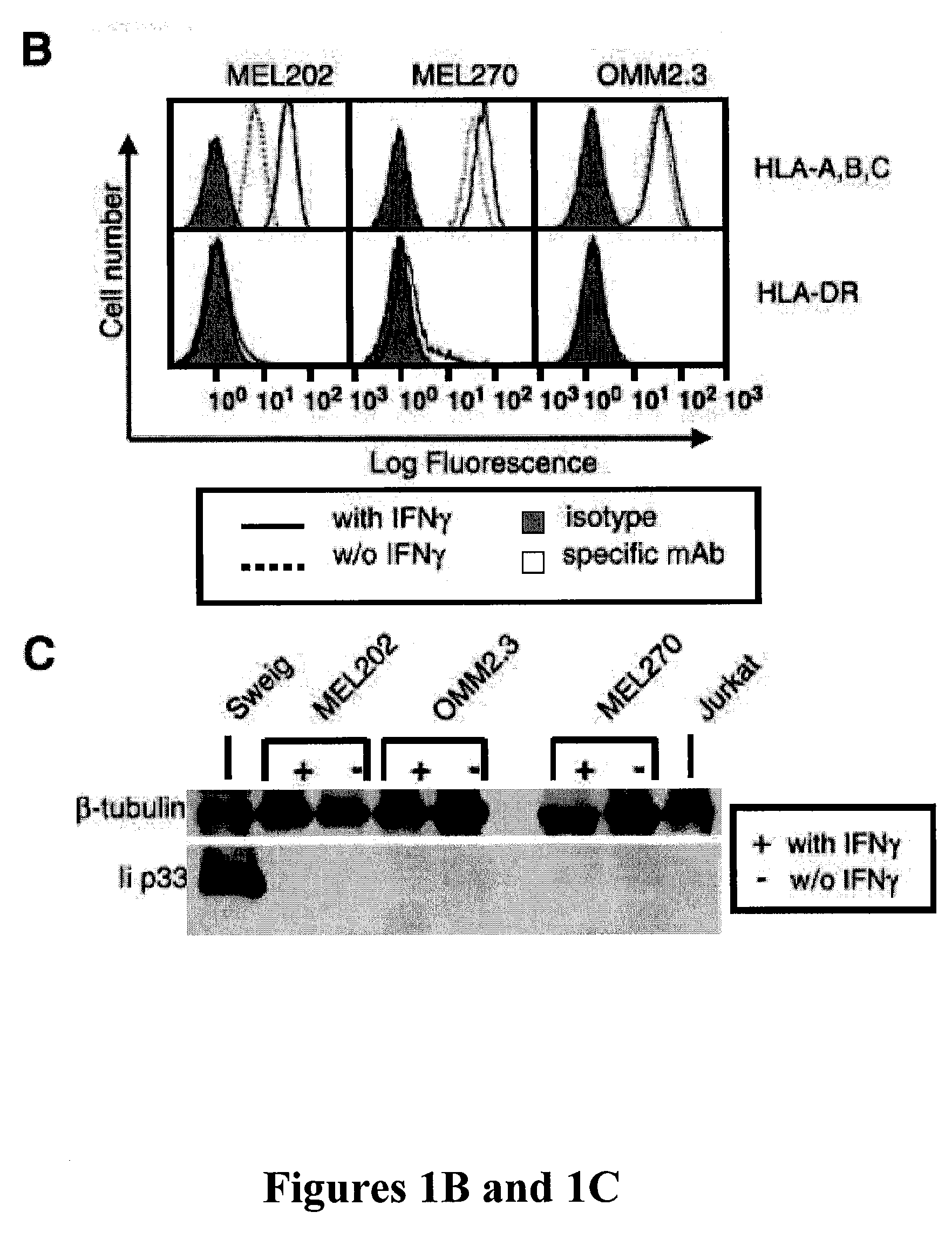 Tumor cells from immune privileged sites as base cells for cell-based cancer vaccines