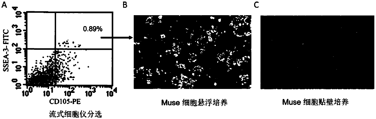 Application of multilineage differentiation and sustained stress cells in preparation of anti-inflammatory drugs