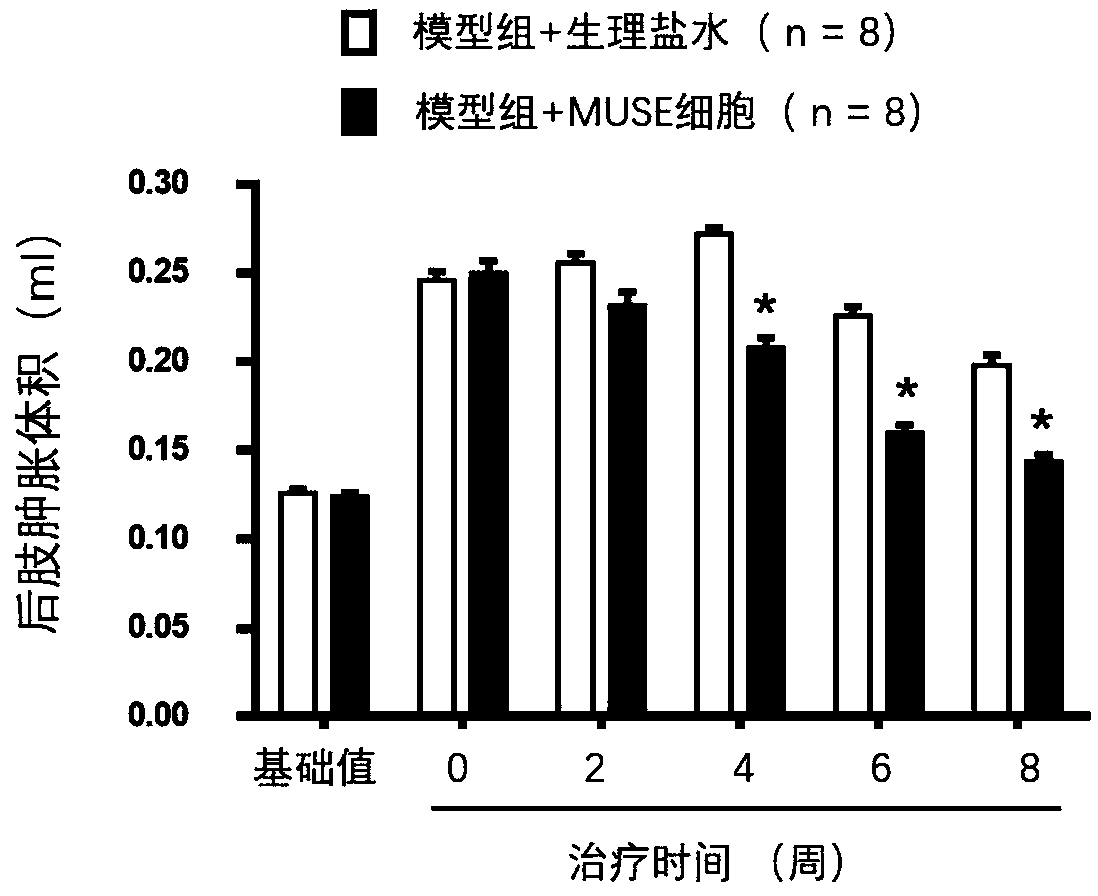 Application of multilineage differentiation and sustained stress cells in preparation of anti-inflammatory drugs