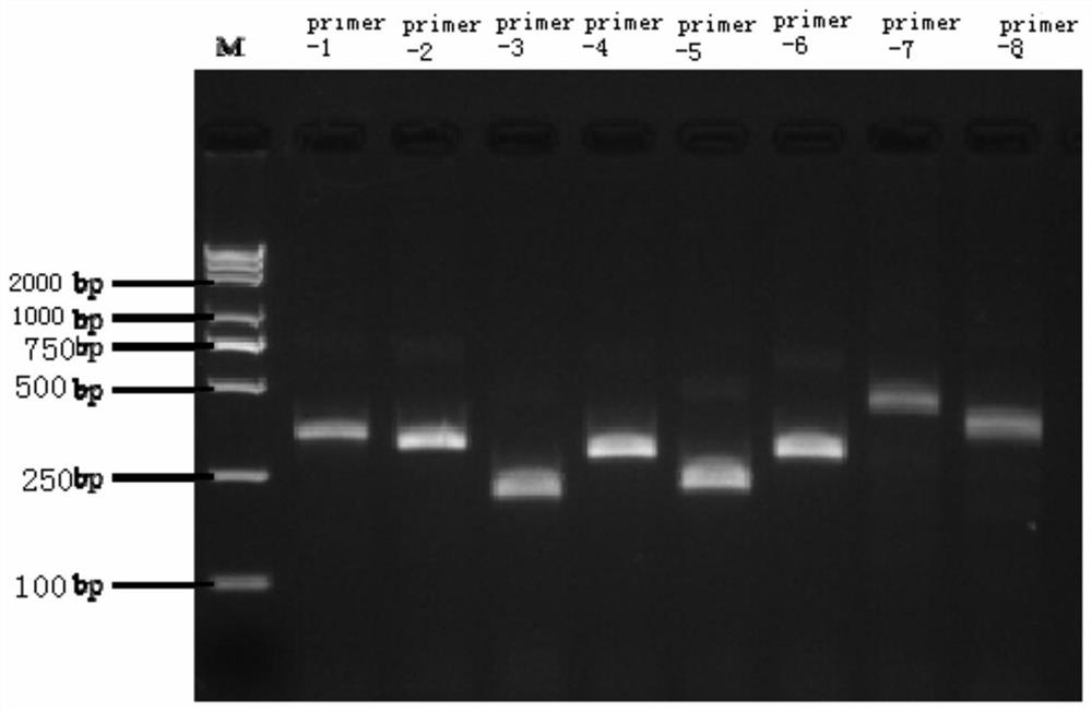 RT-RAA-LFS rapid visual detection primer, probe and kit for tomato mosaic virus, and applications of RT-RAA-LFS rapid visual detection primer, probe and kit