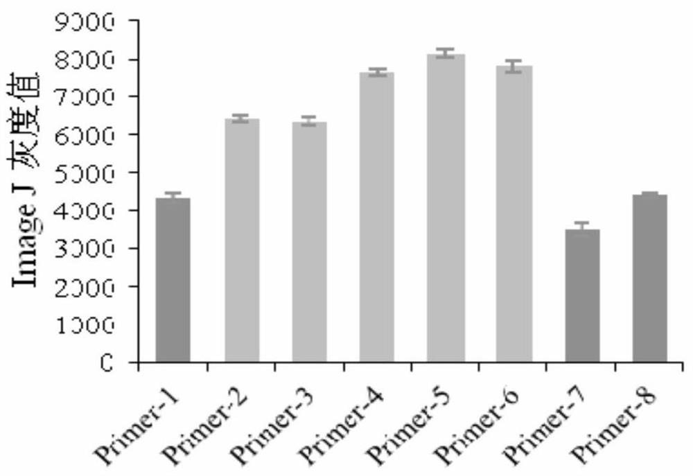 RT-RAA-LFS rapid visual detection primer, probe and kit for tomato mosaic virus, and applications of RT-RAA-LFS rapid visual detection primer, probe and kit