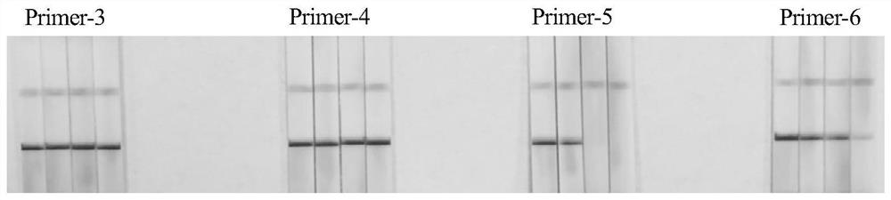 RT-RAA-LFS rapid visual detection primer, probe and kit for tomato mosaic virus, and applications of RT-RAA-LFS rapid visual detection primer, probe and kit