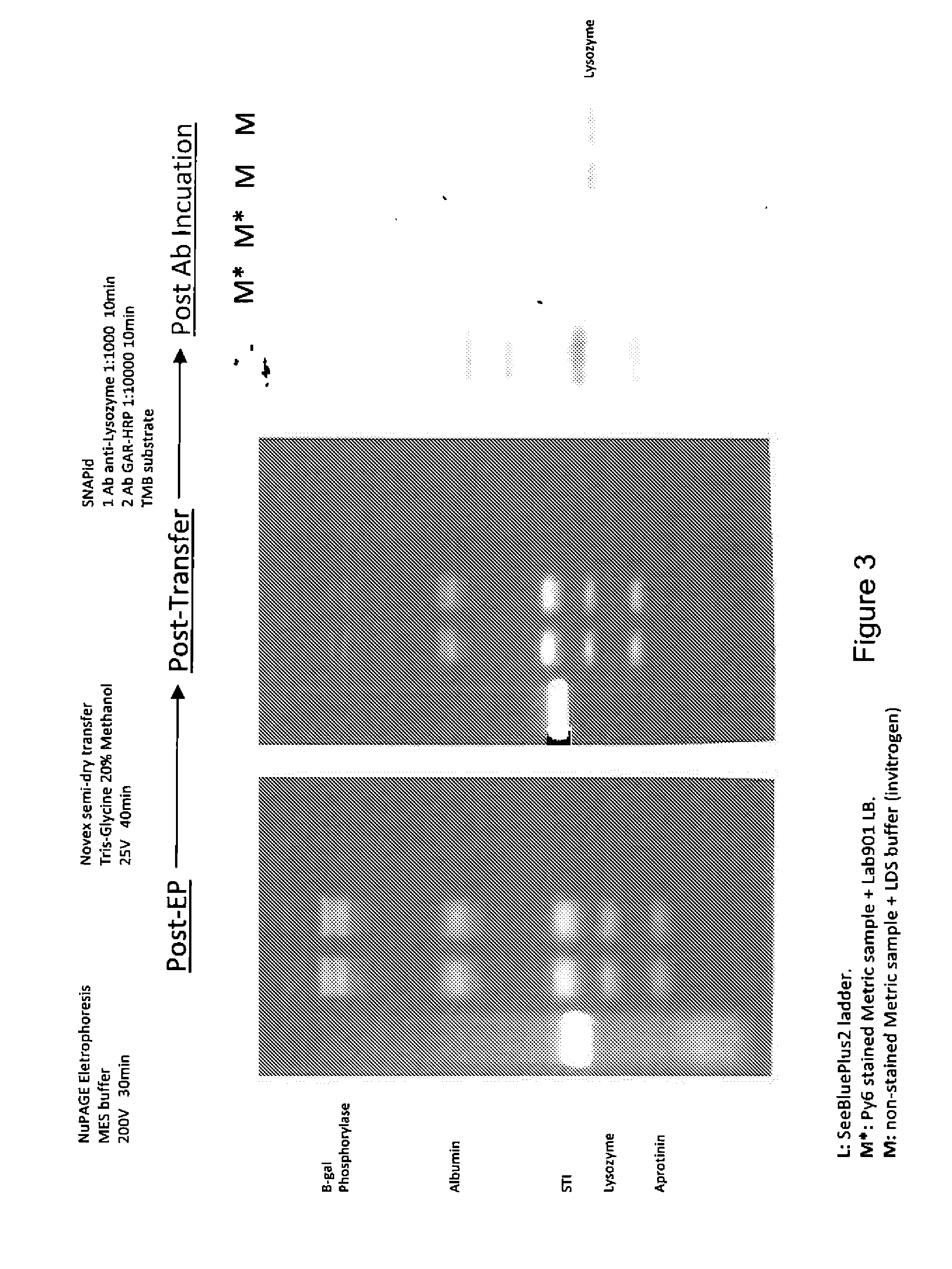 Western blot analytical technique