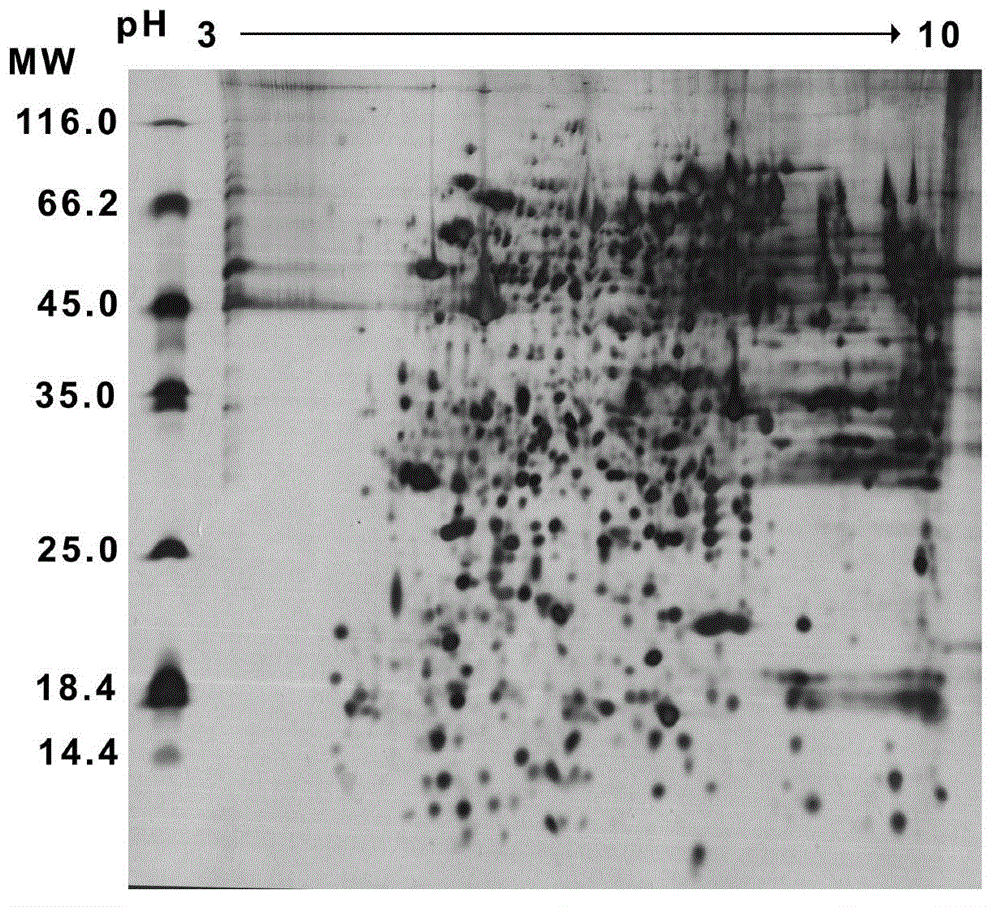 Method for preparing aphid protein sample applicable to dielectrophoresis