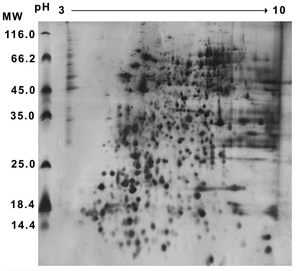 Method for preparing aphid protein sample applicable to dielectrophoresis