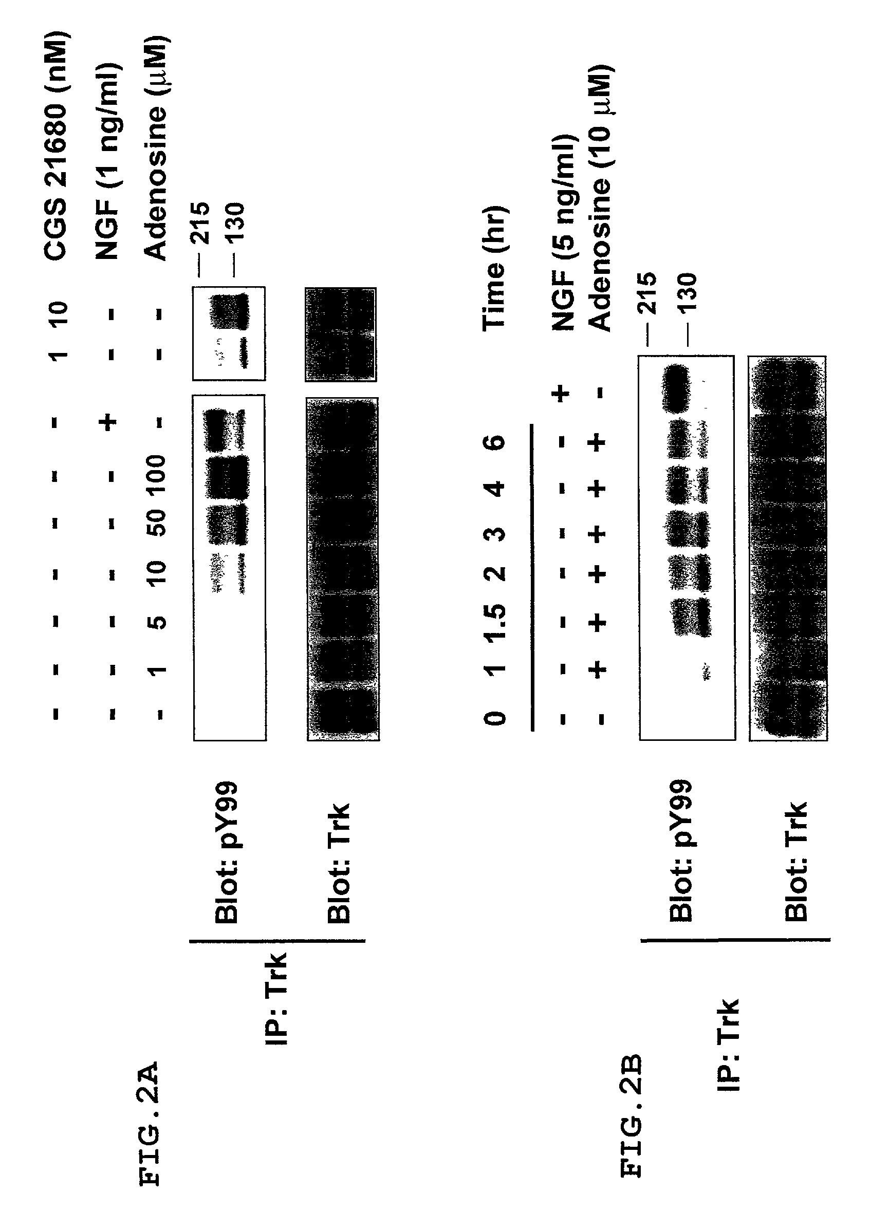 Method for screening molecules that exert a neurotrophic effect through activation of neurotrophin receptors