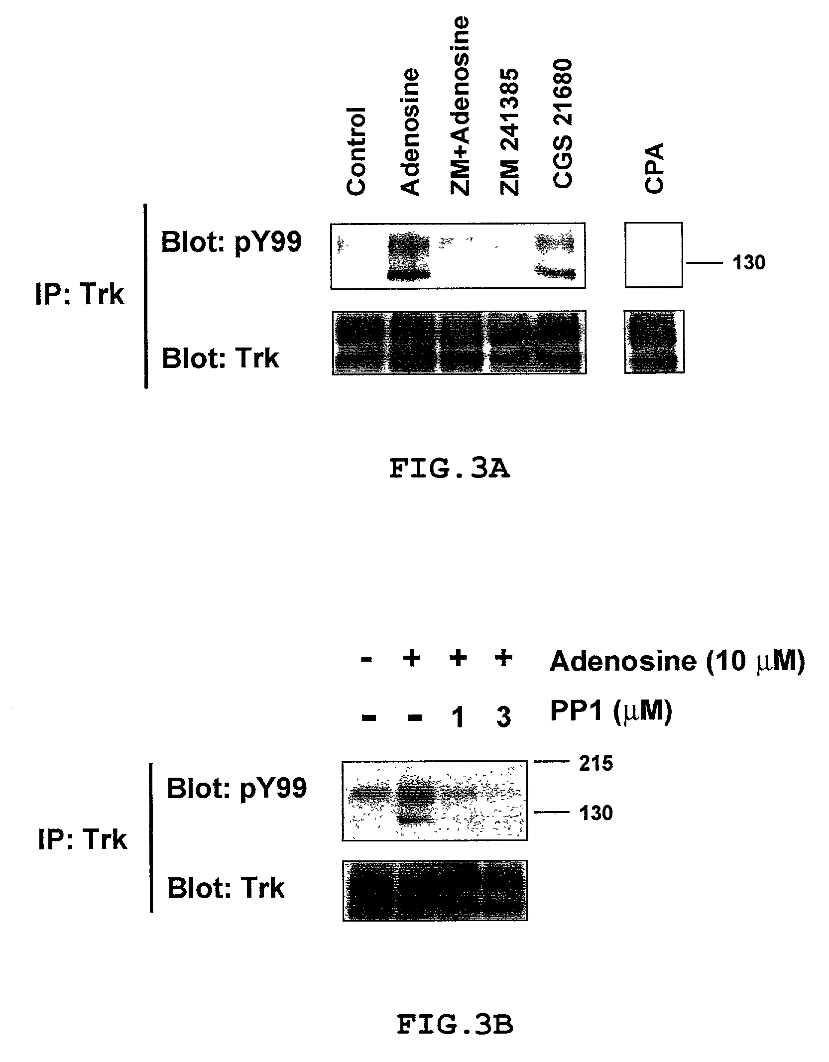 Method for screening molecules that exert a neurotrophic effect through activation of neurotrophin receptors