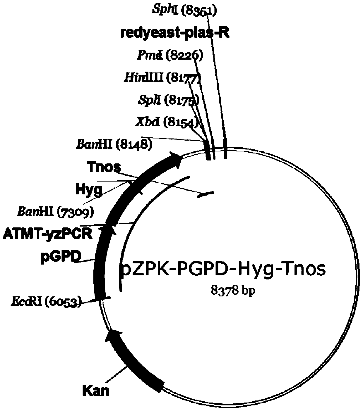 Method for constructing L-ergothionine producing strain