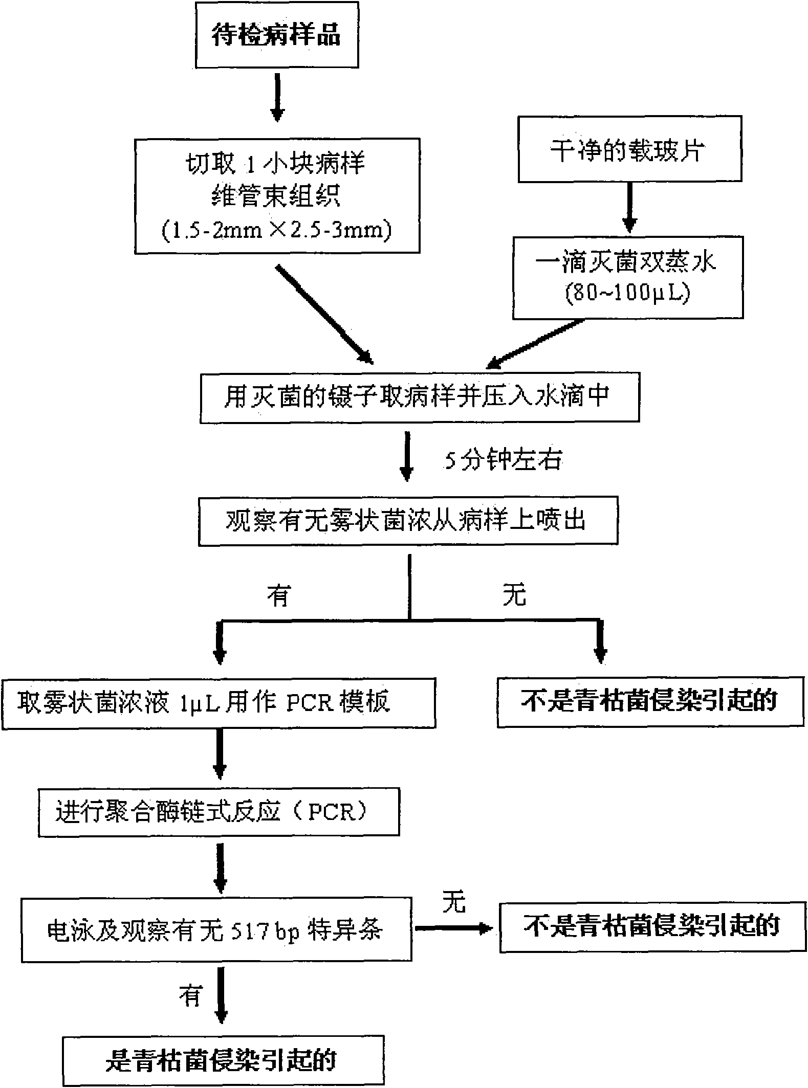 Method for fast detection and identification of bacterial wilt caused by infection of ralstonia solanacearum