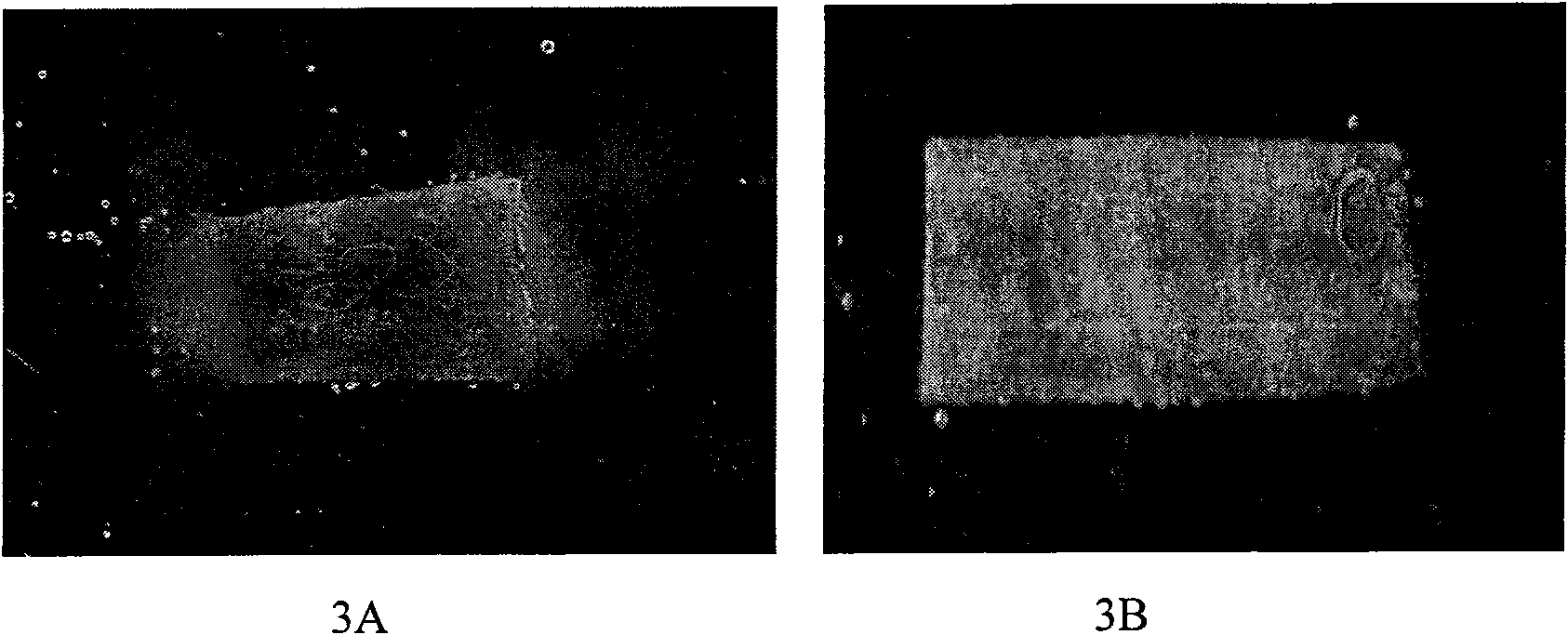 Method for fast detection and identification of bacterial wilt caused by infection of ralstonia solanacearum