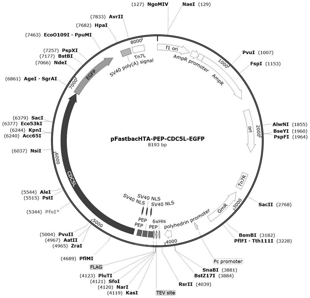 Recombinant human CDC5L fusion protein hydrogel, preparation method and application