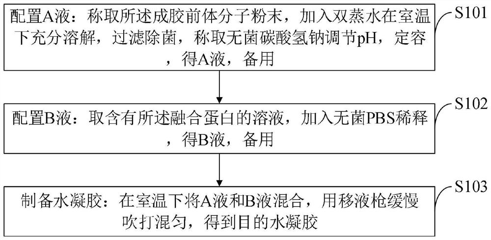 Recombinant human CDC5L fusion protein hydrogel, preparation method and application