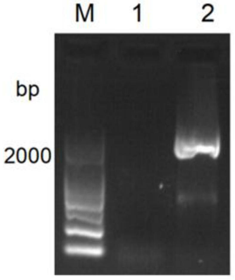 Tumor cell vaccine targeting cafs, preparation method and application thereof