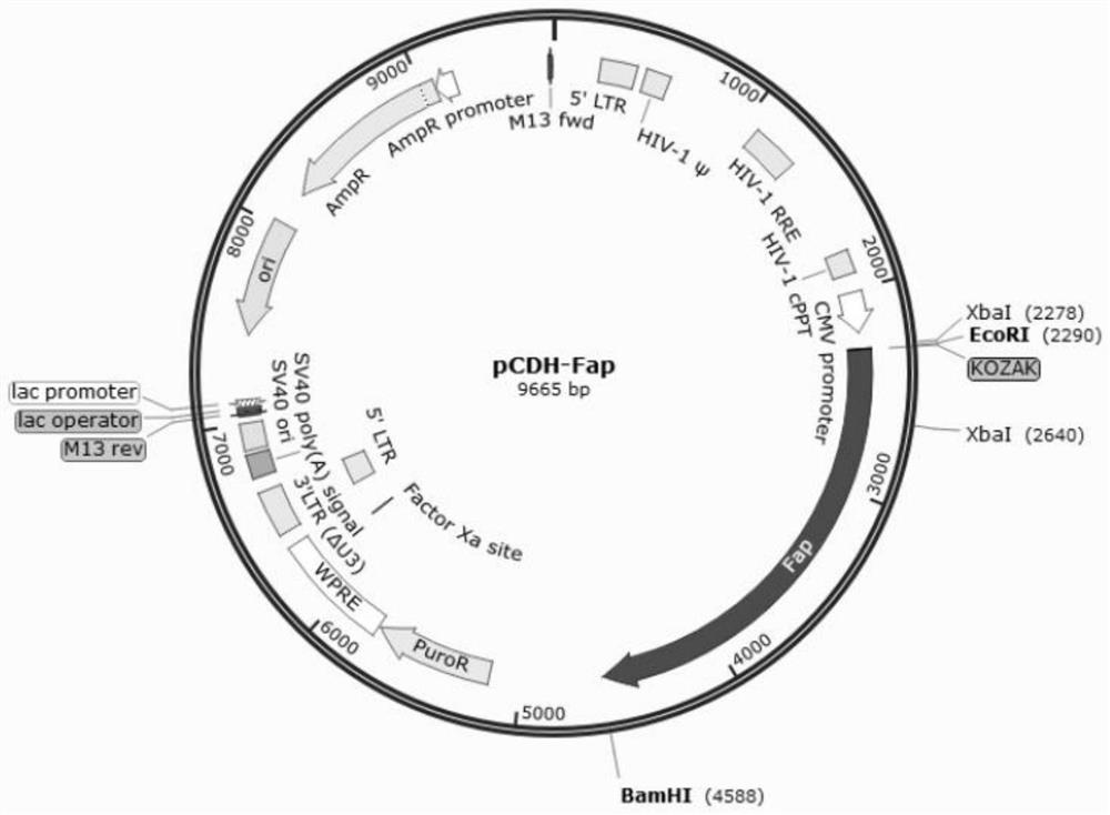 Tumor cell vaccine targeting cafs, preparation method and application thereof