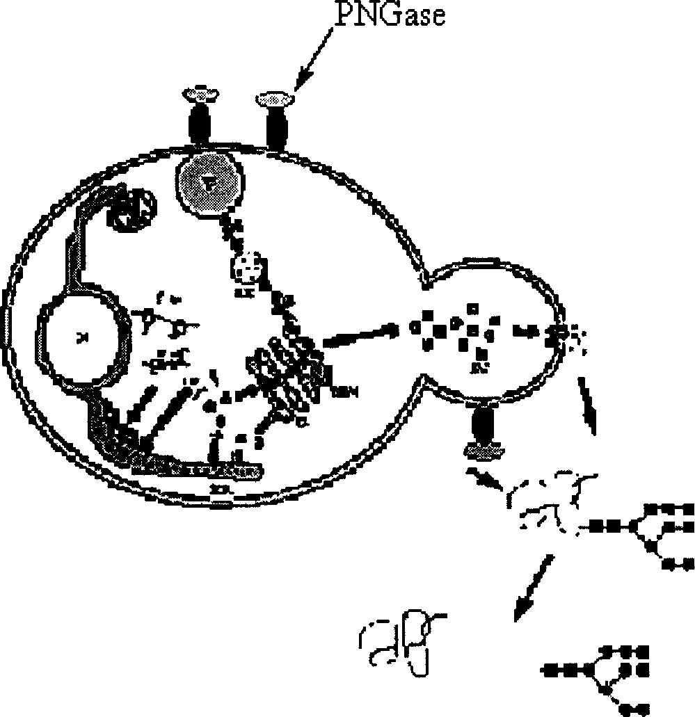 Production of Non-N glycosylated protein from yeast