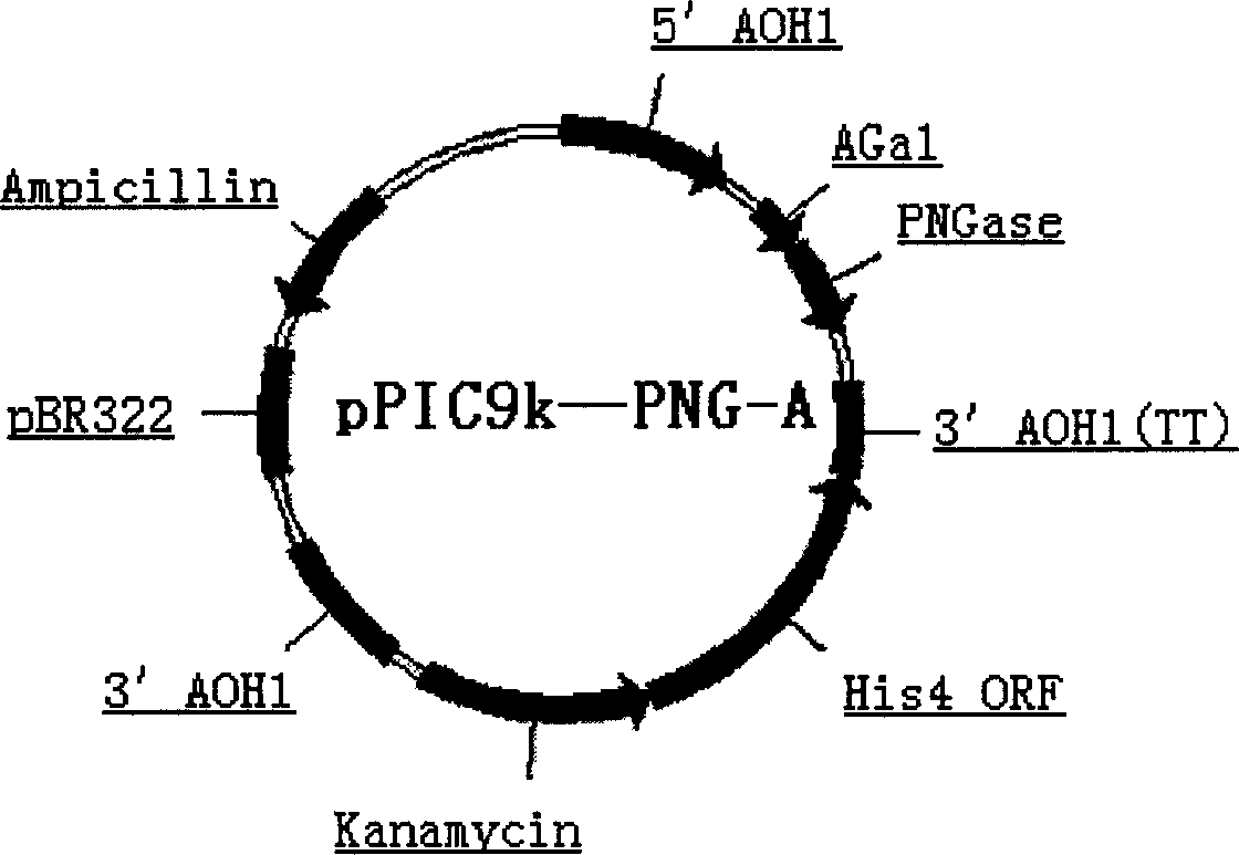 Production of Non-N glycosylated protein from yeast