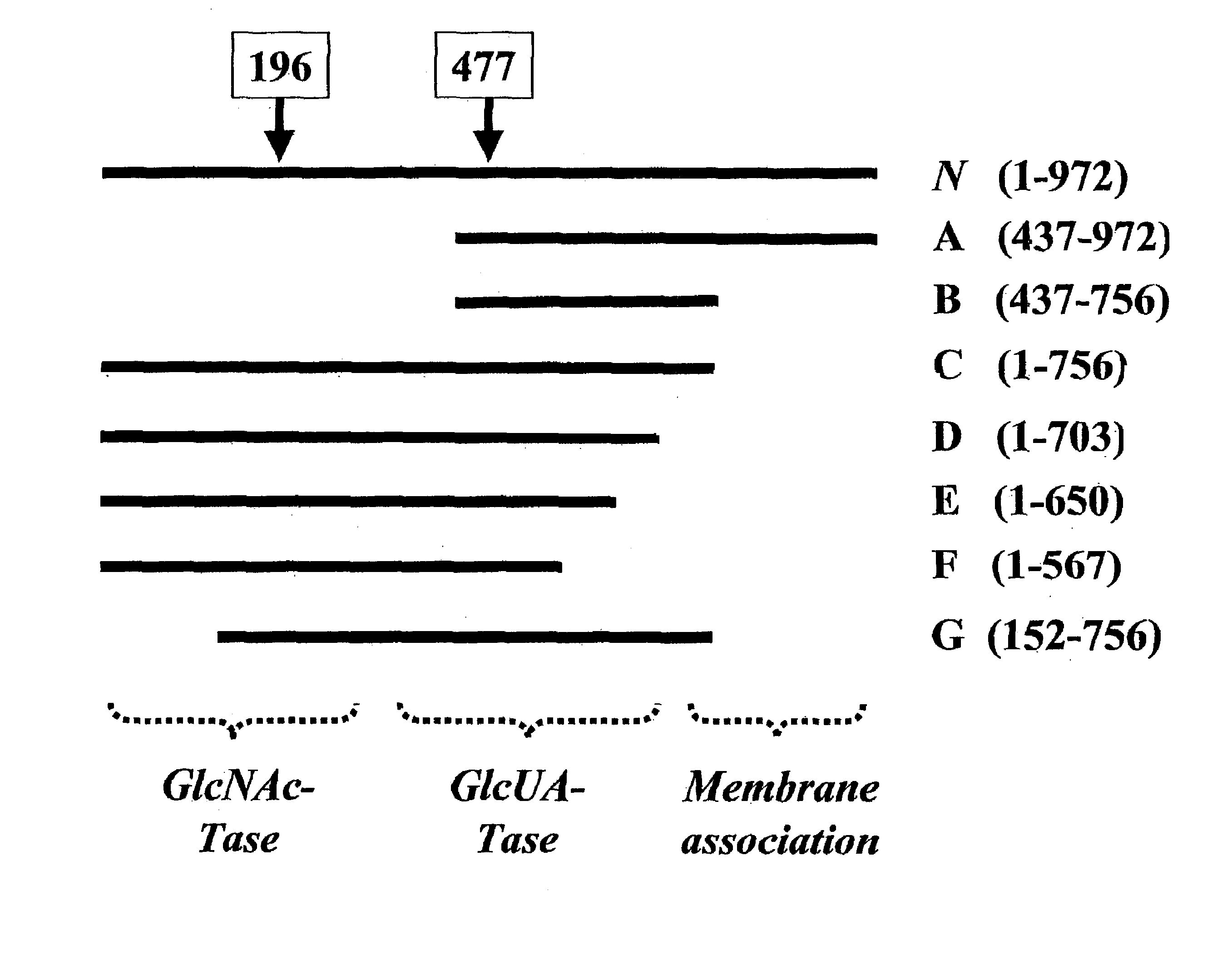 Targeted glycosaminoglycan polymers by polymer grafting and methods of making and using same