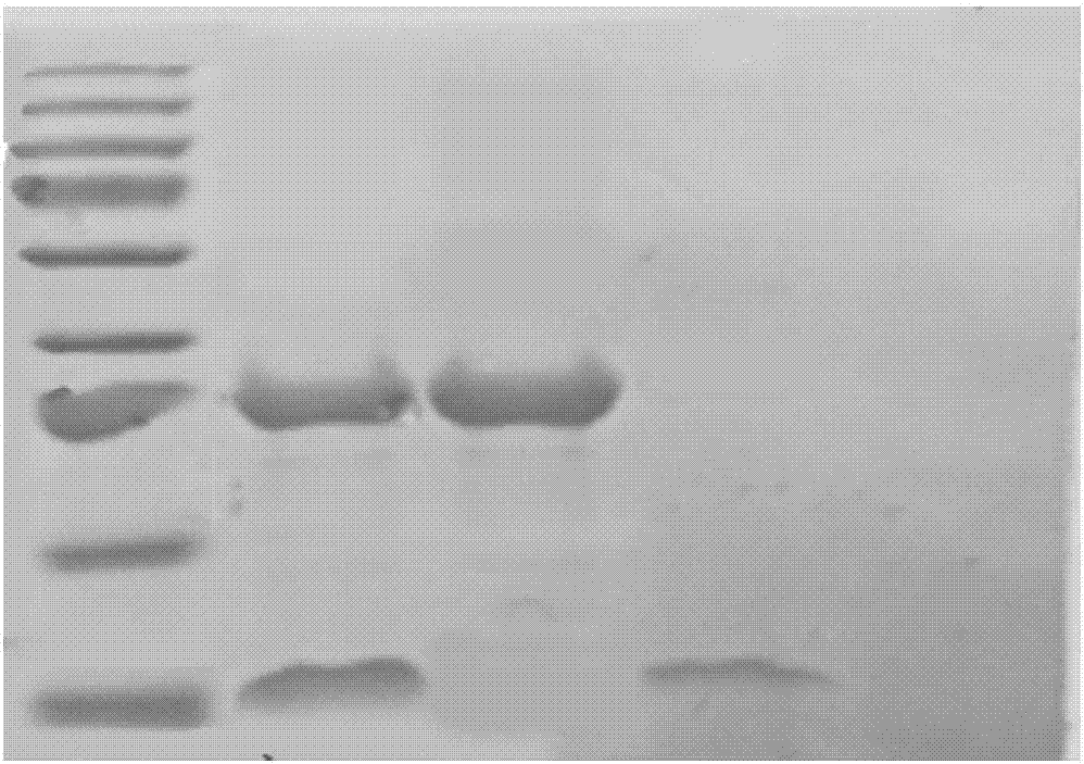 Excitotoxicity related injury treatment method