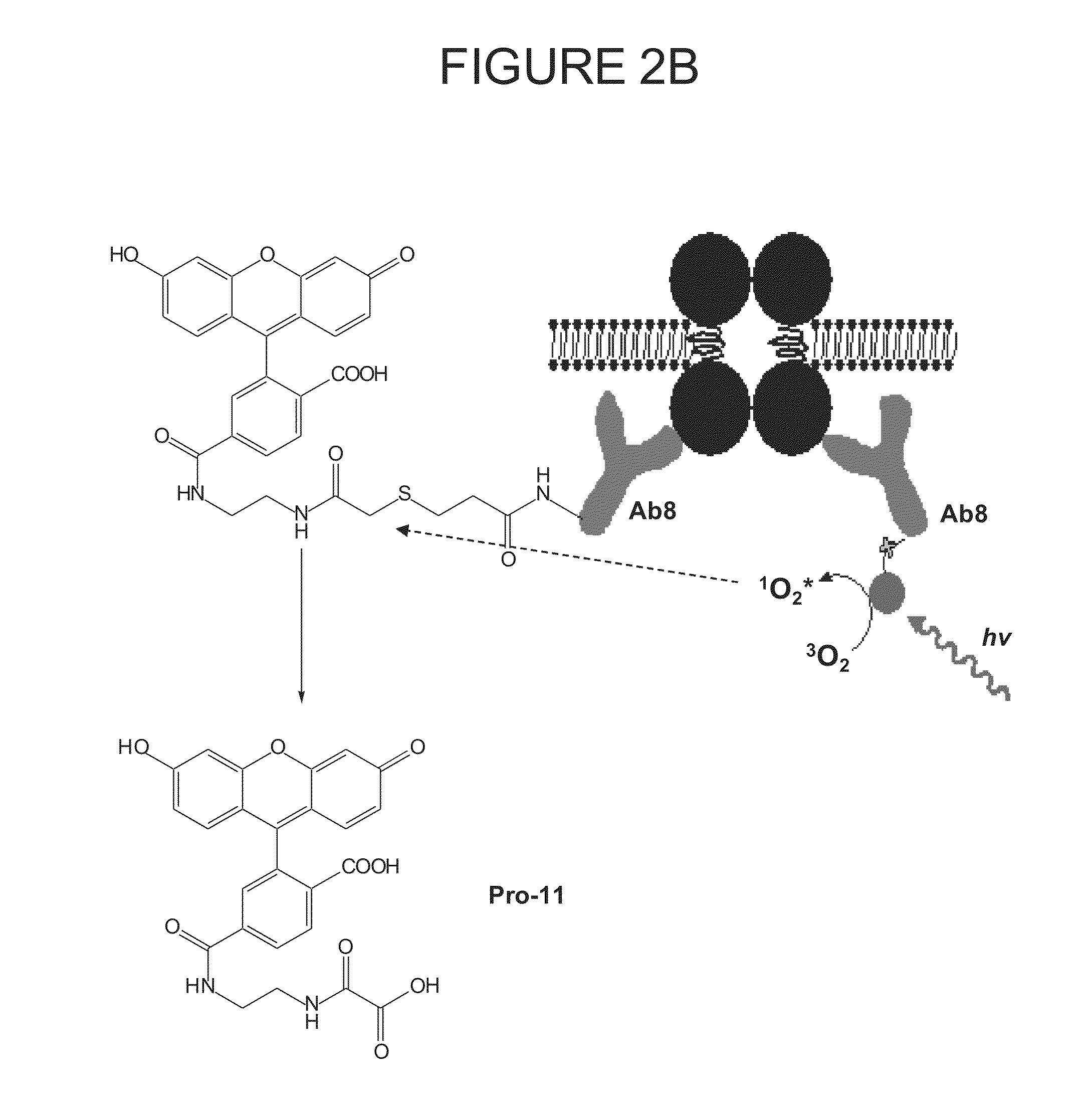 Methods of Determining Patient Response By Measurement of HER-2 Expression