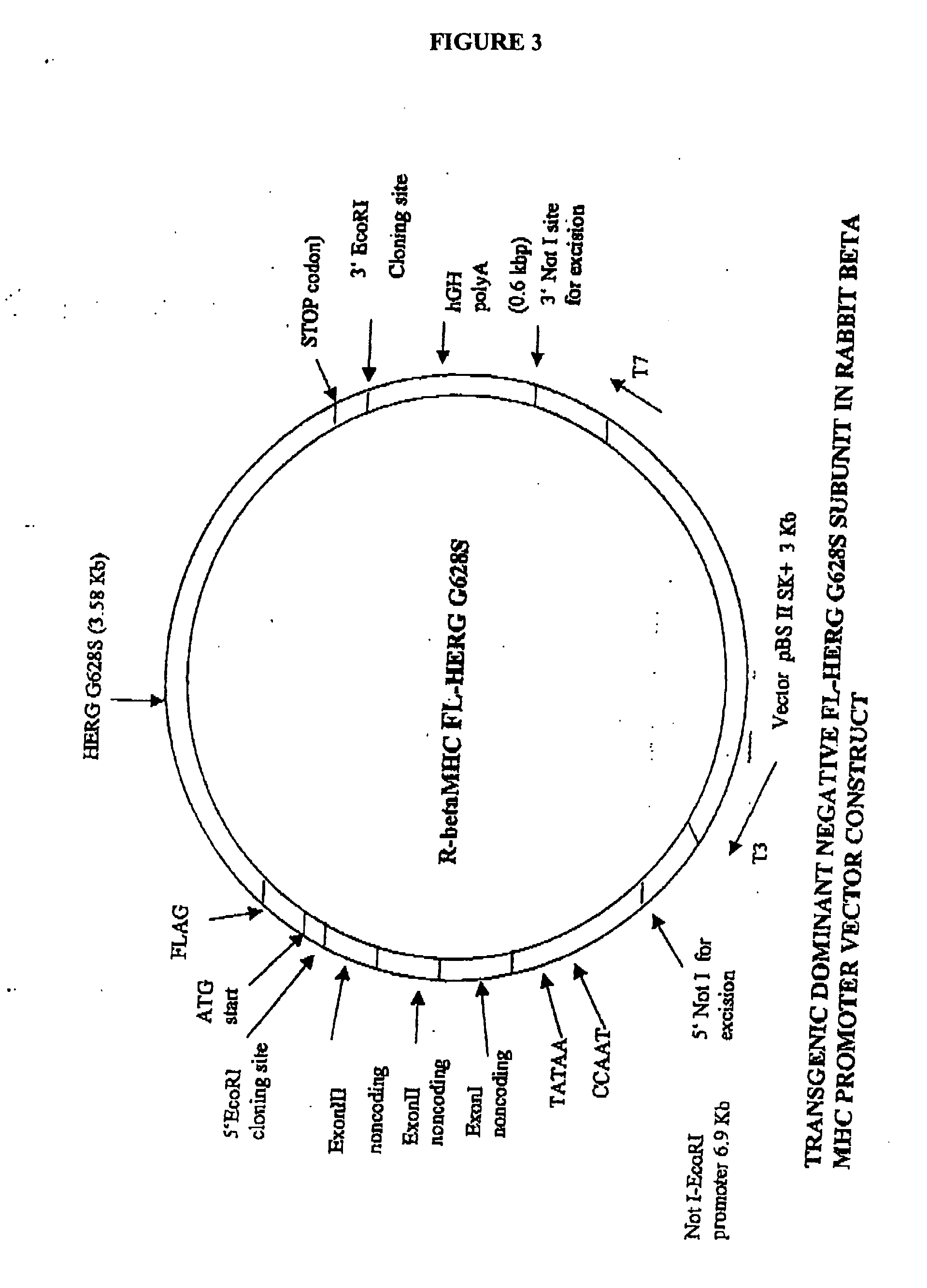 Animal models of long QT syndrome and uses thereof