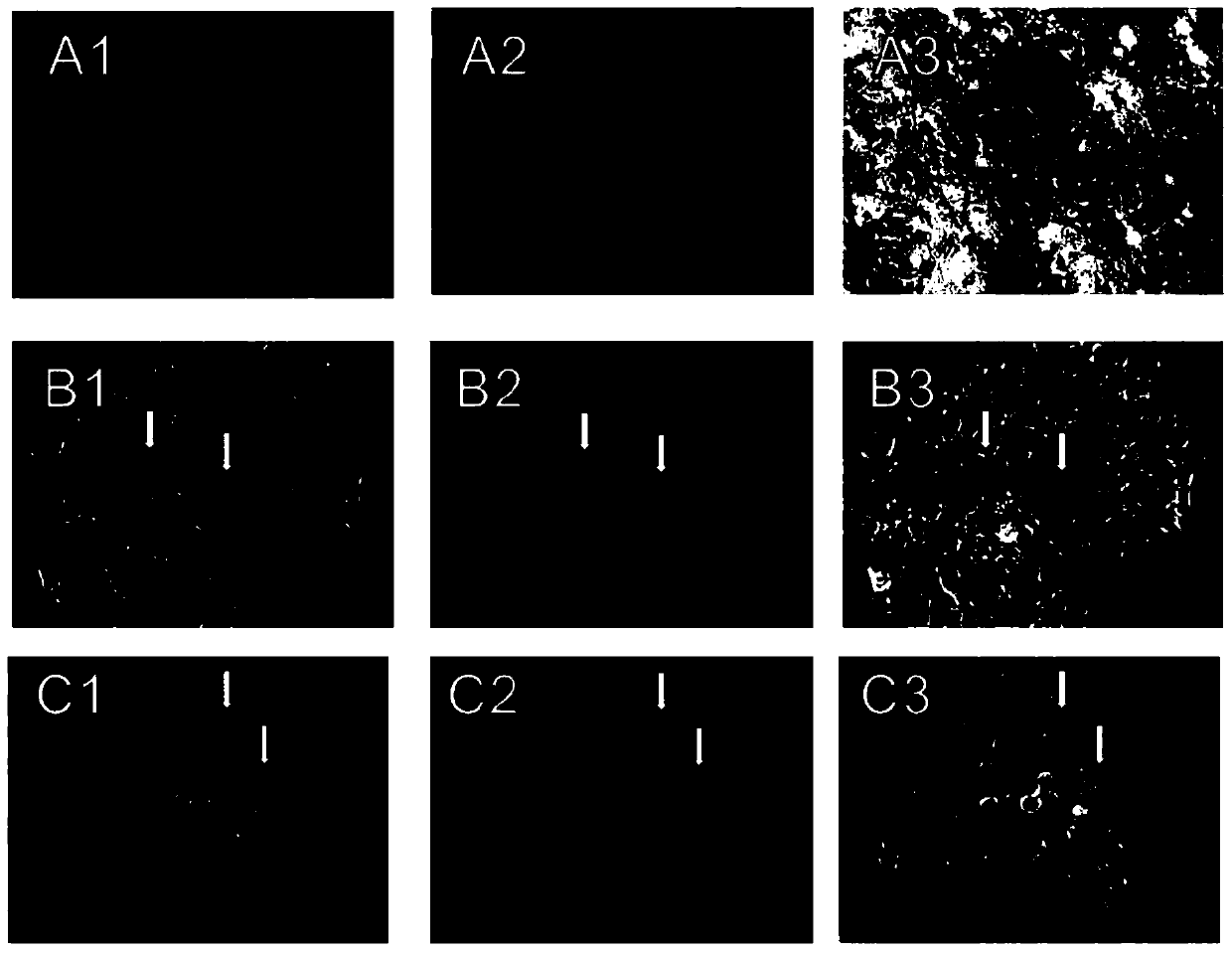 A nucleic acid molecule safely encoding cas9 protein and its expression vector