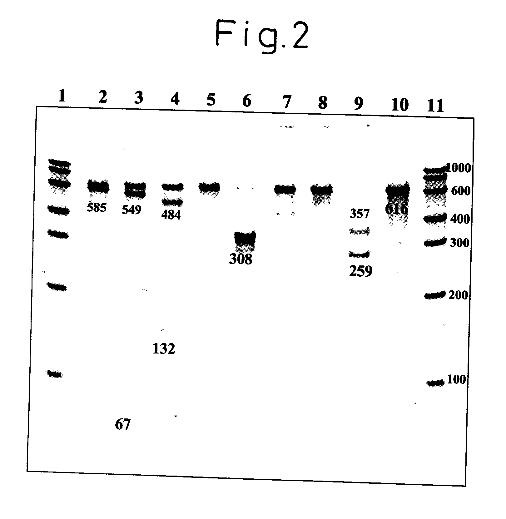 Oligonucleotides for detection of vibrio parahaemolyticus and detection method for vibrio parahaemolyticus using the same oligonucleotides