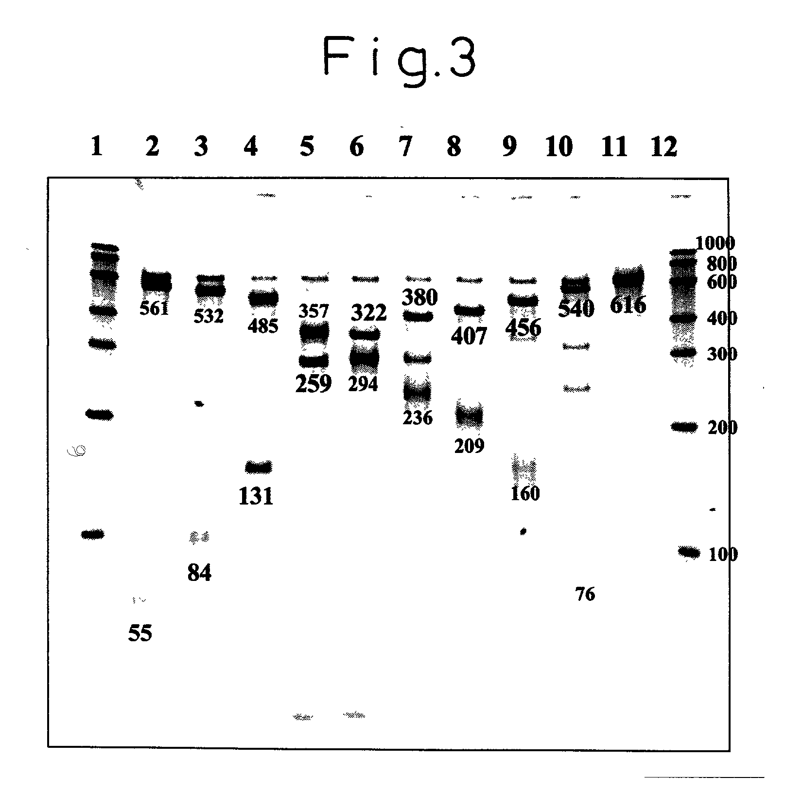 Oligonucleotides for detection of vibrio parahaemolyticus and detection method for vibrio parahaemolyticus using the same oligonucleotides