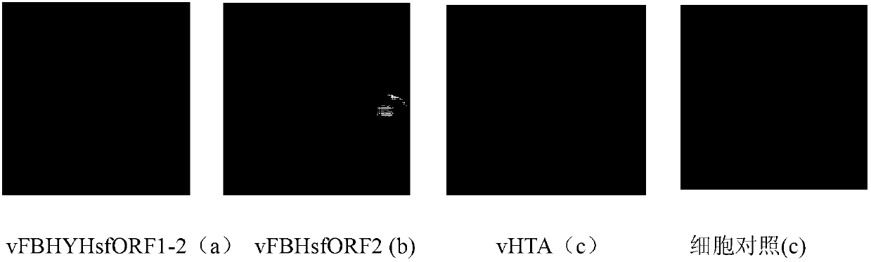 Recombinant virus expressing PCV2 codon optimized ORF1 and ORF2 tandem gene