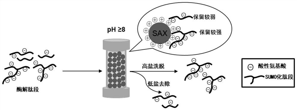 A method for the enrichment of sumoylated peptides based on anion-exchange chromatographic columns