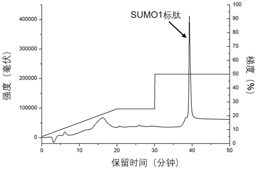 A method for the enrichment of sumoylated peptides based on anion-exchange chromatographic columns