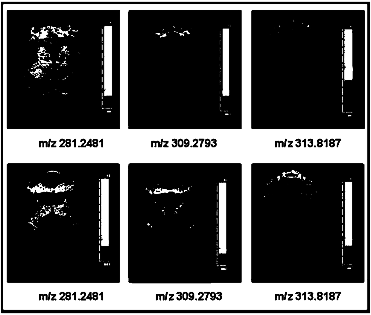 Mass spectrometry probe for glutamate receptor as well as method for detecting spatial distribution rule of mass spectrometry probe in brain tissue