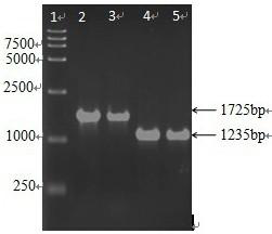 A kind of Escherichia coli mg1655 strain with deletion of sahn gene and its construction method and application